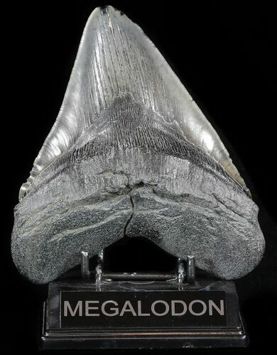 Huge, Megalodon Tooth - South Carolina #49935